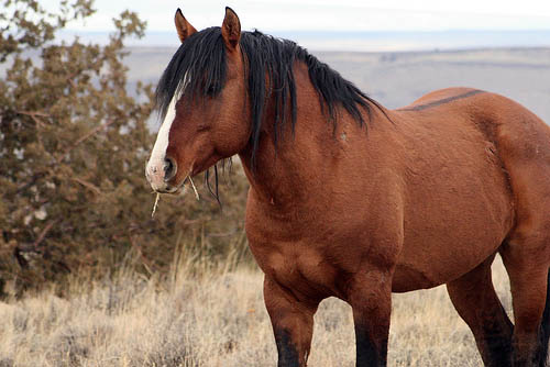KIGER MUSTANG